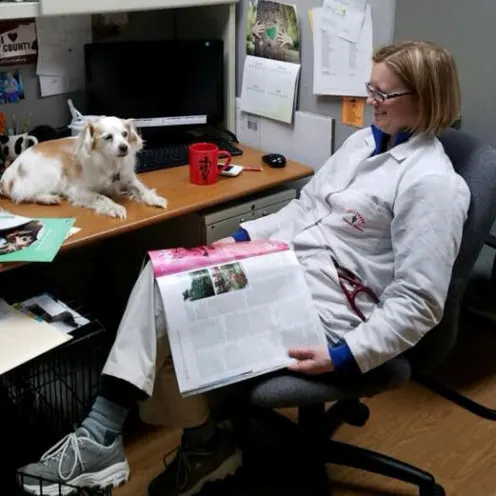 dog laying on veterinarian desk